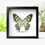 Maluku Islands Moth Insect Bug Butterfly Box Frame Entomology Taxidermy Interior Design Modern Home Decor Wall Hanging Gift Ornament, thumbnail 1 of 3