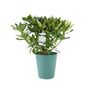 White Rhododendron Flowering Shrub In 5 L Pot, thumbnail 3 of 7