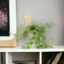 Peperomia Hope Trailing Jade Plant In 12cm Pot, thumbnail 8 of 8