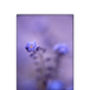 Blue Myosotis Photographic Art Print, thumbnail 3 of 4