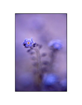 Blue Myosotis Photographic Art Print, 3 of 4