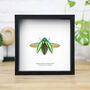 Ruficornis Sternocera Jewel Beetle Insect Bug Entomology Taxidermy Box Frame, thumbnail 1 of 3