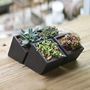 Black Concrete Planter With Choice Of Plant, thumbnail 1 of 8
