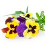 Flowering Pansy 'Winter Colour Mix' 20 X Plant Pack, thumbnail 4 of 4