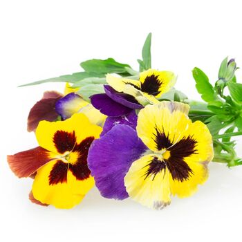 Flowering Pansy 'Winter Colour Mix' 20 X Plant Pack, 4 of 4