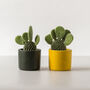 Baby Bunny Ear Cactus With Handmade Pot, thumbnail 1 of 8