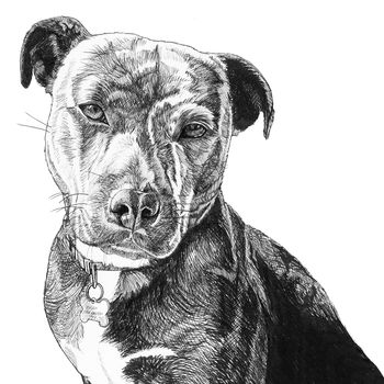 Hand Drawn Pet Portrait, 6 of 11