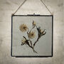 Large Vintage Pressed Flower Frame: Achillea Ptarmica, thumbnail 2 of 8