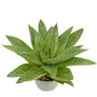 Gasteria Tiga Aloe Low Light Succulent House Plant, thumbnail 3 of 3