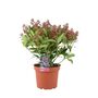 Skimmia Japonica Rubella Shrub In 5 L Pot – Free Standard Gift Wrap, thumbnail 4 of 4