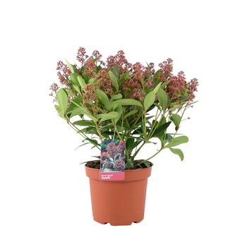 Skimmia Japonica Rubella Shrub In 5 L Pot – Free Standard Gift Wrap, 4 of 4