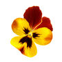 Flowers Pansy 'Radiance Red' 20 X Plant Pack, thumbnail 1 of 6