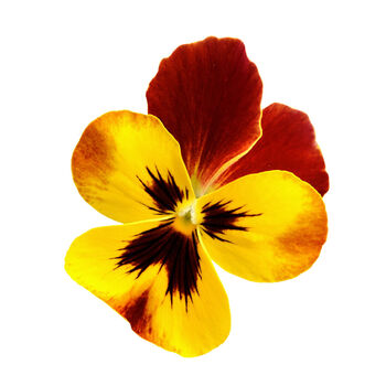 Flowers Pansy 'Radiance Red' 20 X Plant Pack, 6 of 6