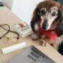 Take Your Dog To Work Day Kit, thumbnail 1 of 3