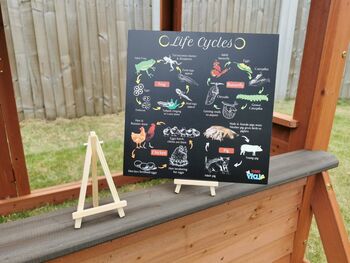 Four In One Life Cycles Portable Educational Board, 5 of 7