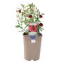 Ruby Wedding Rose Dark Red Blooms In5.5 L Pot, thumbnail 3 of 7