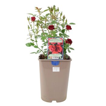 Ruby Wedding Rose Dark Red Blooms In5.5 L Pot, 3 of 7
