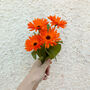 Welsh Pot Marigold Illustrated Card With Seeds, thumbnail 2 of 8