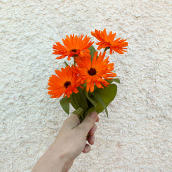 Welsh Pot Marigold Illustrated Card With Seeds, 2 of 8