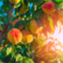 Nectarine Tree 'Humboldt', thumbnail 2 of 11