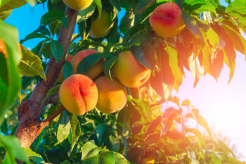Nectarine Tree 'Humboldt', 2 of 11