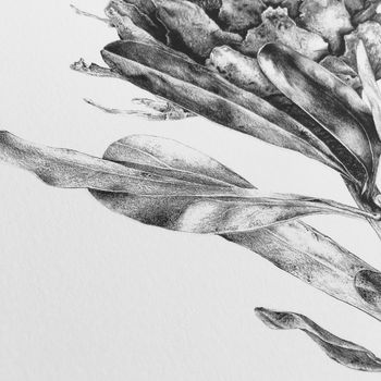 Protea Flower Print Three, 2 of 3