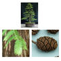 Gardening Gift. Grow Your Own Redwood Bonsai Tree, thumbnail 3 of 4