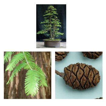 Gardening Gift. Grow Your Own Redwood Bonsai Tree, 3 of 4