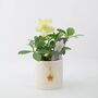 Helleborus Christmas Carol In Ceramic Festive Pot, thumbnail 2 of 2