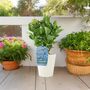 Blue Hydrangea 3 L Pot – Stunning Summer Flowering Shrub, thumbnail 8 of 8