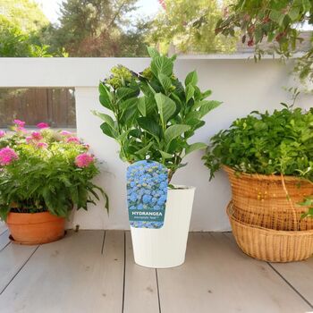 Blue Hydrangea 3 L Pot – Stunning Summer Flowering Shrub, 8 of 8