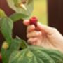 Fruit Plant Raspberry 'Polka', thumbnail 3 of 6