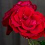 Climbing Rose 'Dublin Bay' Plant In Five L Pot, thumbnail 3 of 5