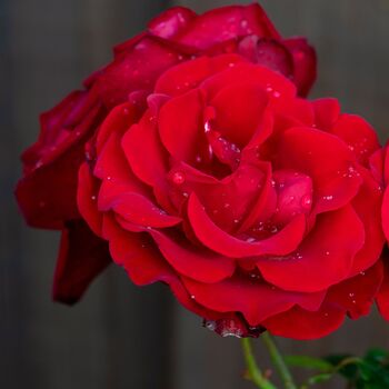 Climbing Rose 'Dublin Bay' Plant In Five L Pot, 3 of 5