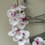 White And Pink Phalenopsis Orchid In Tall Slim Vase, thumbnail 2 of 8