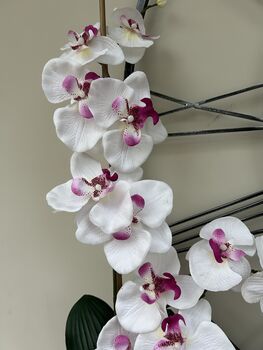 White And Pink Phalenopsis Orchid In Tall Slim Vase, 2 of 8