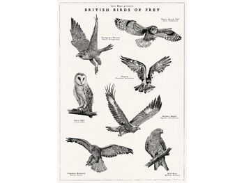 British Birds Of Prey Artwork Print, 2 of 8