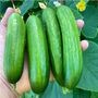 Vegetable Plants Cucumber 'Petita' Six X Plug Pack, thumbnail 4 of 5