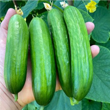 Vegetable Plants Cucumber 'Petita' Six X Plug Pack, 4 of 5