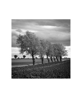 Walsham Le Willows I Photographic Art Print, 3 of 12