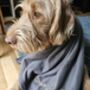 Embroidered Dog Fleece, thumbnail 2 of 7