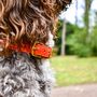 Personalised Pinatex Dog Collar, thumbnail 7 of 10