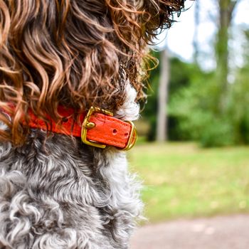 Personalised Pinatex Dog Collar, 7 of 10