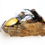 Male Male Competition In Lacordairei Stag Beetles Insect Bug Moth Butterfly Box Frame Entomology Taxidermy Interior Design Modern Home Decor Wall Hanging Display Gift Ornament, thumbnail 2 of 5