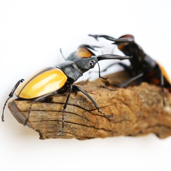Male Male Competition In Lacordairei Stag Beetles Insect Bug Moth Butterfly Box Frame Entomology Taxidermy Interior Design Modern Home Decor Wall Hanging Display Gift Ornament, 2 of 5