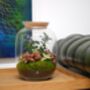 Ready Made Terrarium With Bonsai H: 32 Cm | 'Geneva', thumbnail 1 of 5
