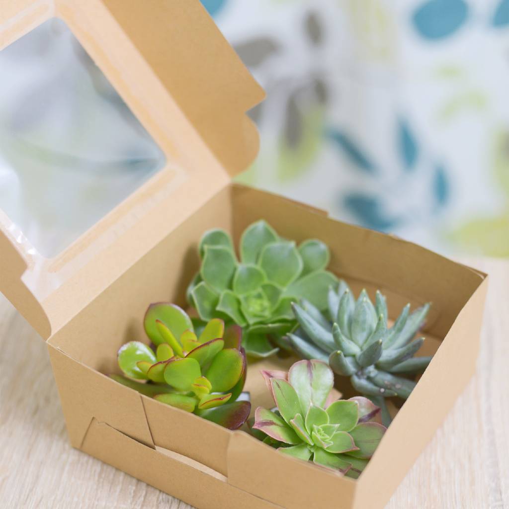 Succulent Gift Box, 1 of 2
