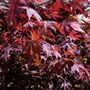 Japanese Maple Trees, Acer 'Purple Leaf' 10 L Pots, thumbnail 1 of 4