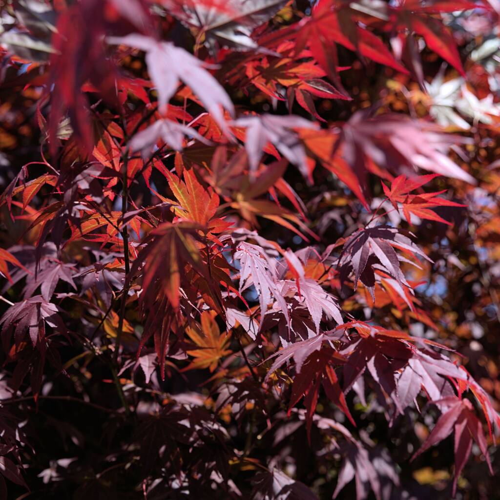 Japanese Maple Trees, Acer 'Purple Leaf' 10 L Pots, 1 of 4