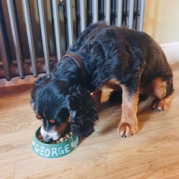 Handmade Personalisable Pet Bowl, 4 of 8